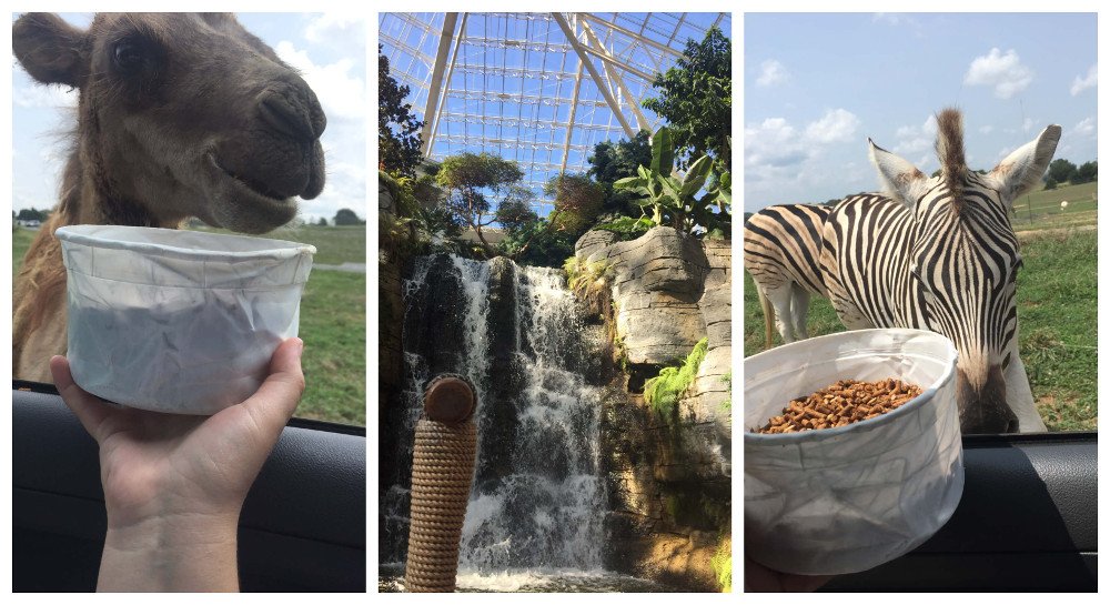 Výlety počas stredoškolského pobytu v USA, safari zoo